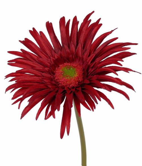 GERBERA