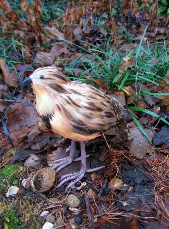 PRACHTIG VOGELTJE