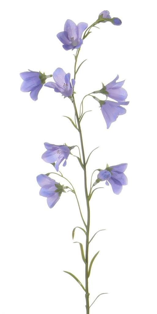 KLOKJES BLOEM - CAMPANULA  - TOP ART - I