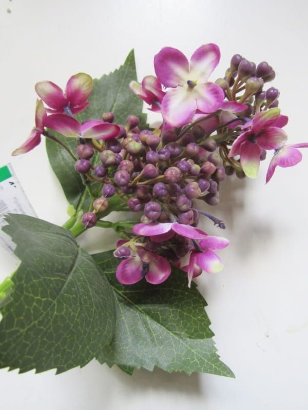 PRACHTIGE HORTENSIA