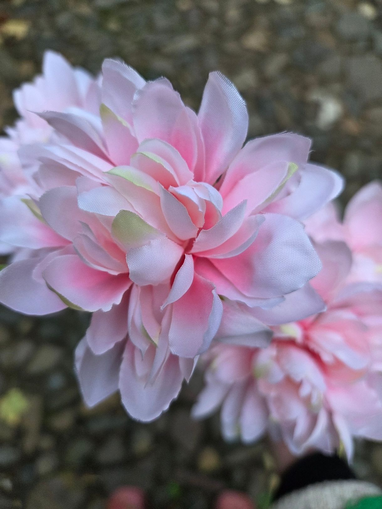 DAHLIA - KUNST - 6 BLOEMEN - ZACHT ROZE