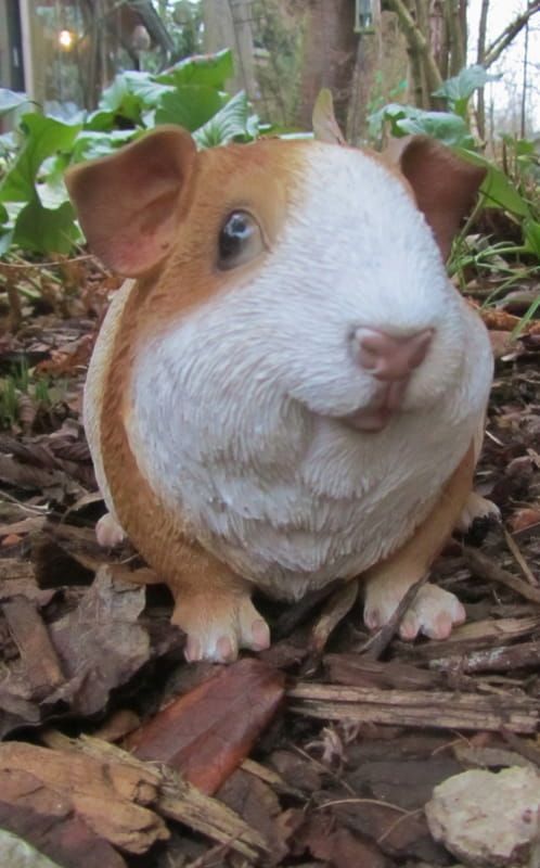 CAVIA