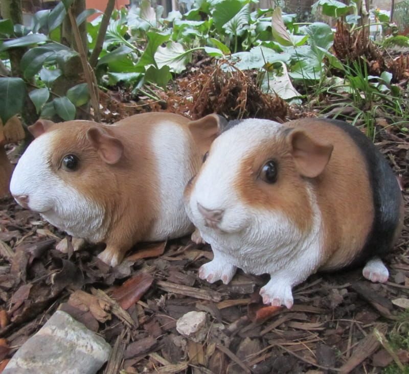 CAVIA