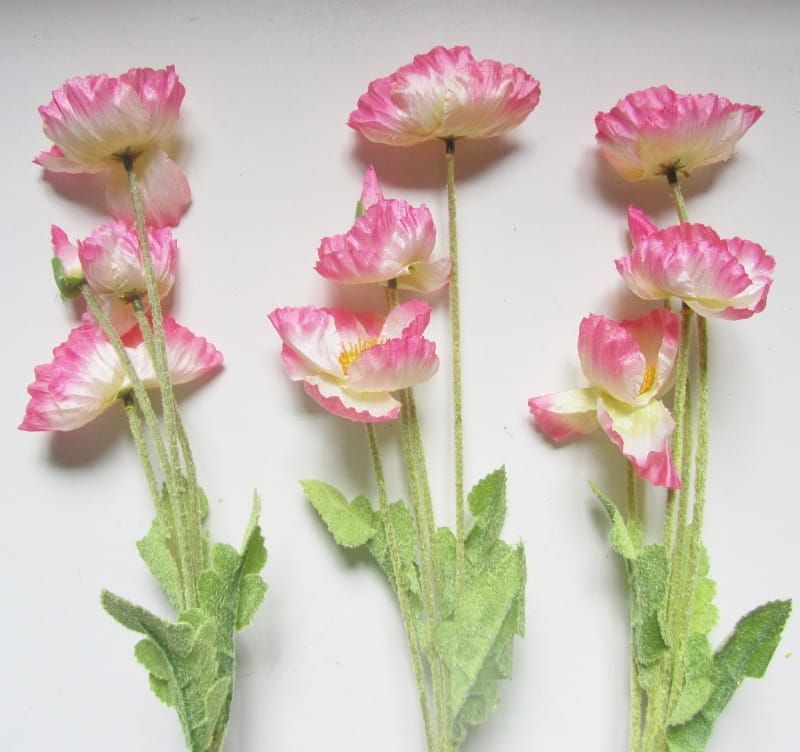 KLAPROZEN - ROZE WIT