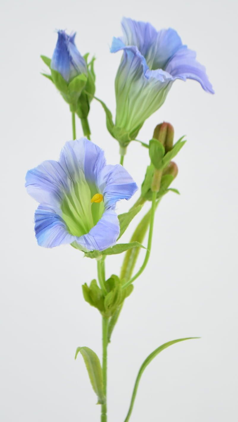 GENTIAAN - PAARS BLAUW