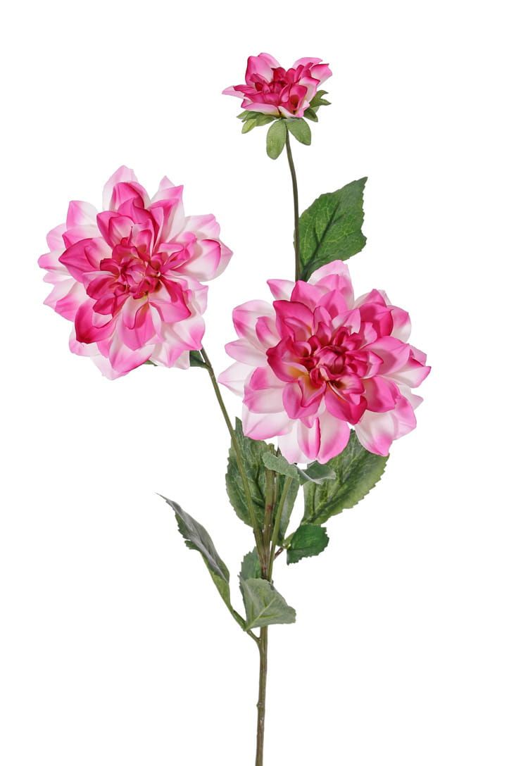 DAHLIA - NEW BEAUTY