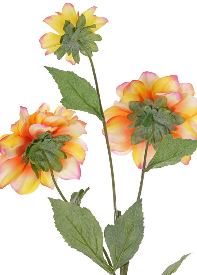 DAHLIA - NEW BEAUTY (1)