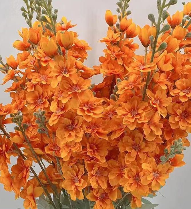 RIDDERSPOOR - DELPHINIUM - TAK - ORANJE