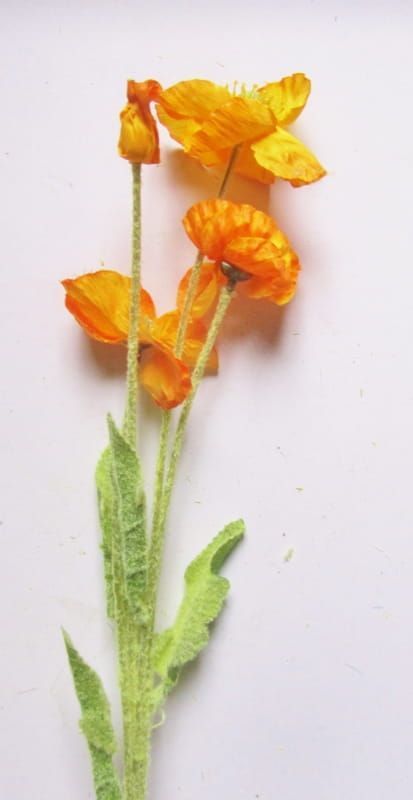 KLAPROZEN - GEEL ORANJE