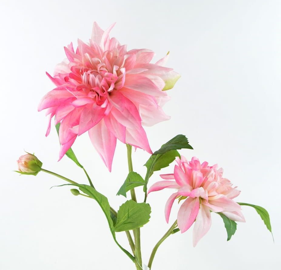 DAHLIA - KUNST (3)