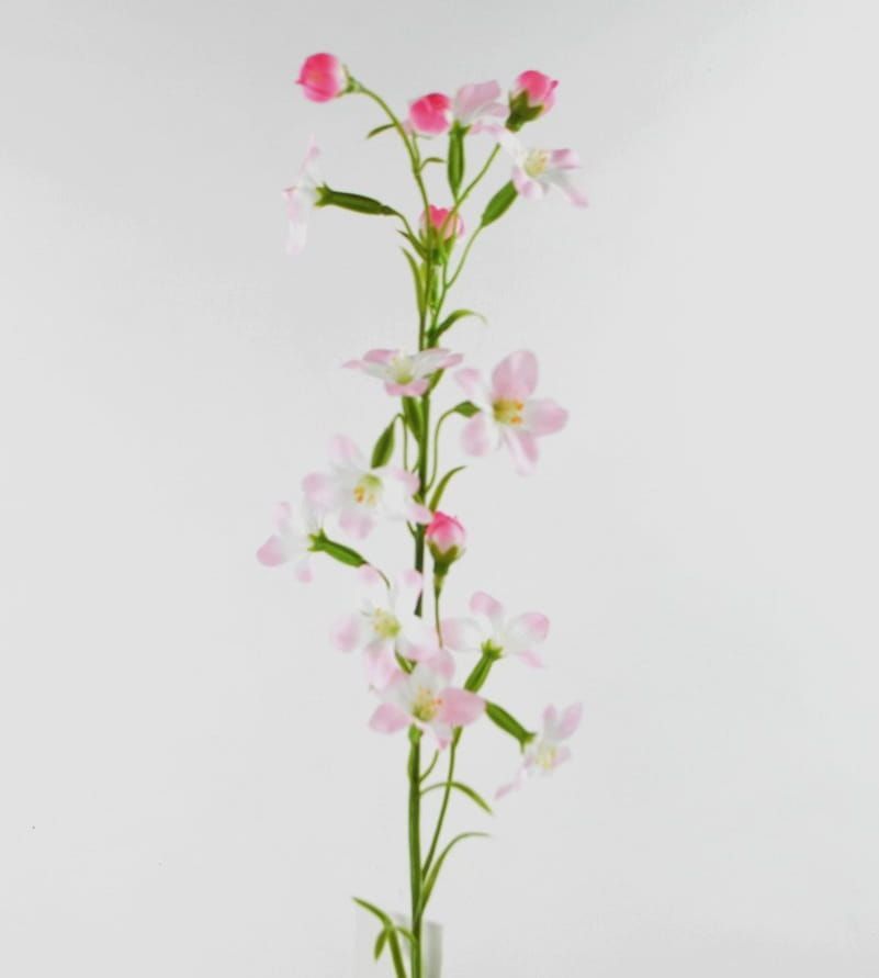 STEPHANOTIS - KUNST - ROZE