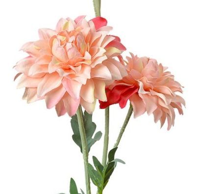 DAHLIA KUNST CLAYRE & EEF - ROZE TINTEN