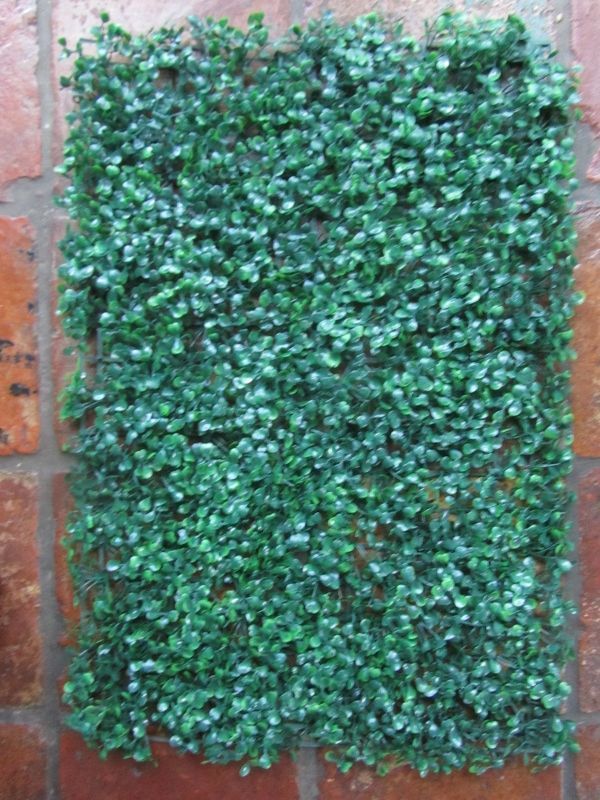 BUXUS PLAAT
