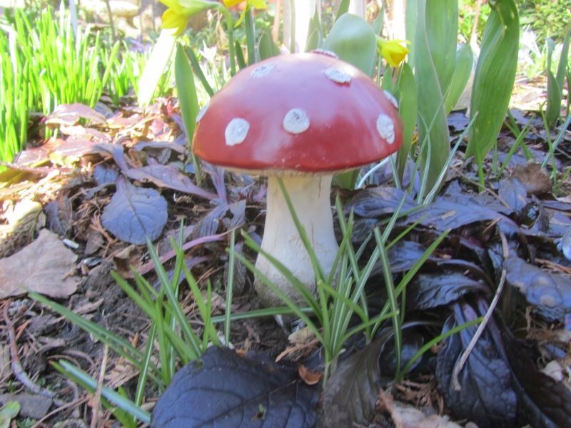PADDENSTOELTJES OP STEKERTJE - ROOD MET WITTE STIPPEN (1)