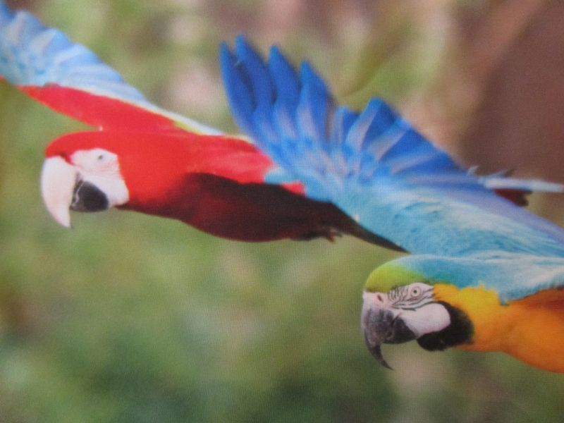 KUSSENHOES - PRACHTIGE VOGELS (2)
