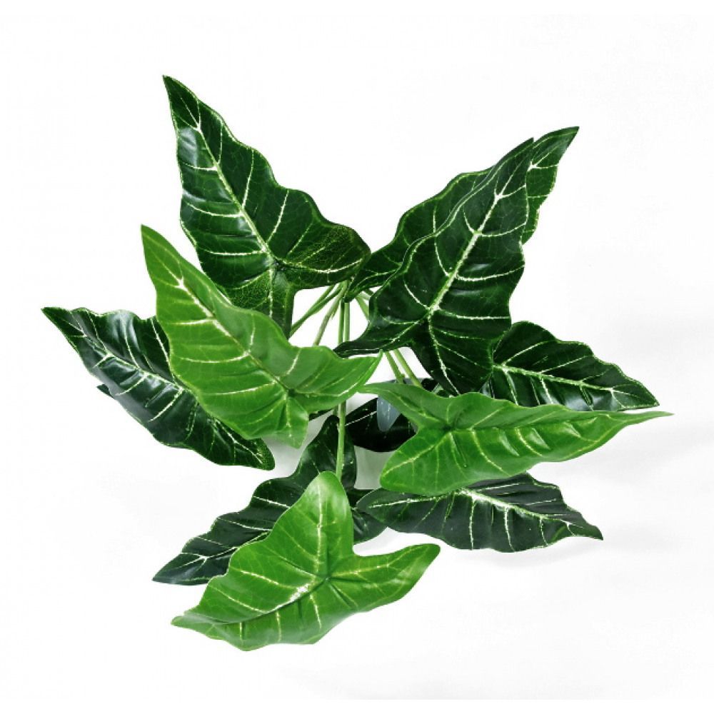 ALOCASIA - KUNST BOSJE
