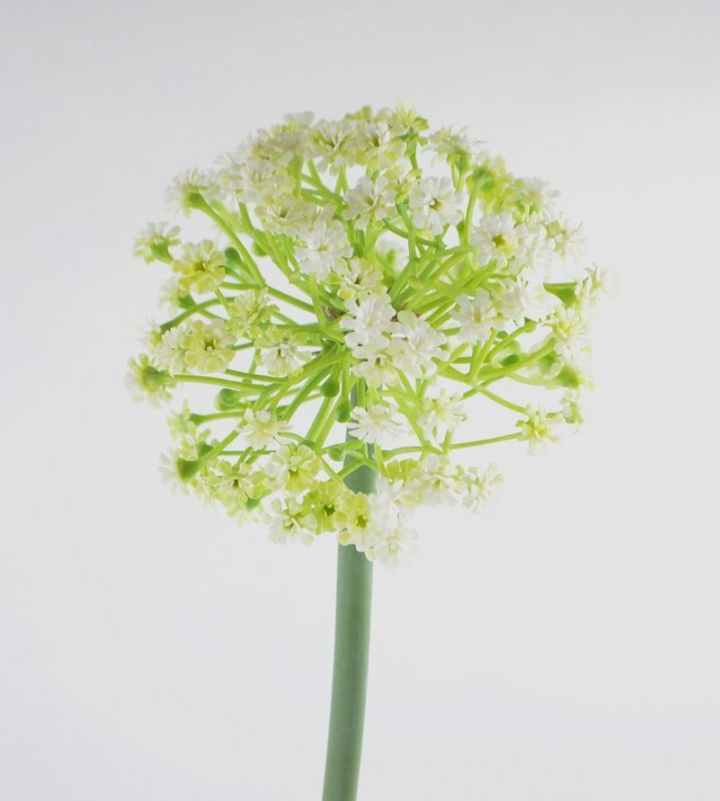 ALLIUM - KUNST - WIT