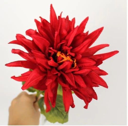 CHRYSANT - ROOD