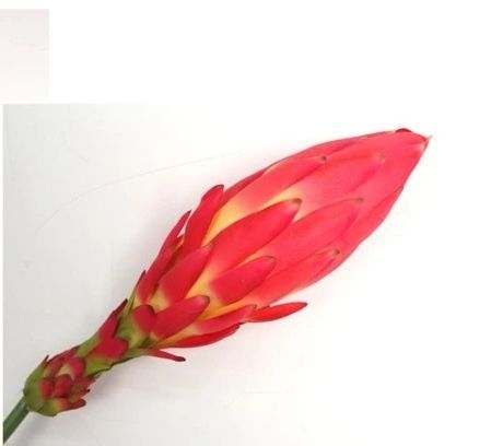 EXOTISCHE BLOEM - REAL TOUCH