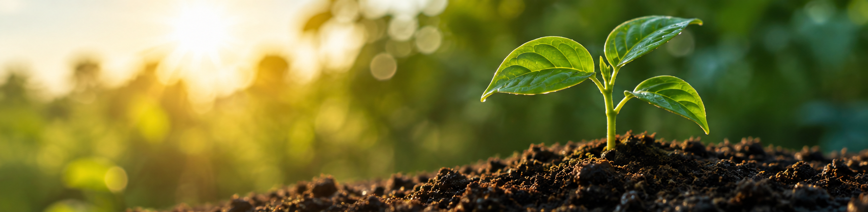 Biostimolanti in agricoltura: la nuova frontiera della biostimolazione