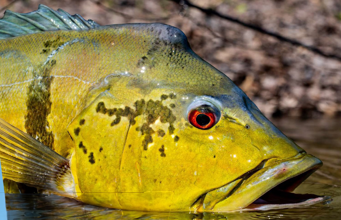 Close-up of peacock bass at Orinoco River fishing destination