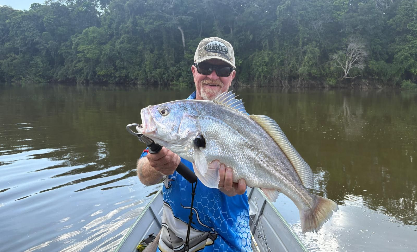 Freshwater drum fish species caught during Amazon River fishing trip