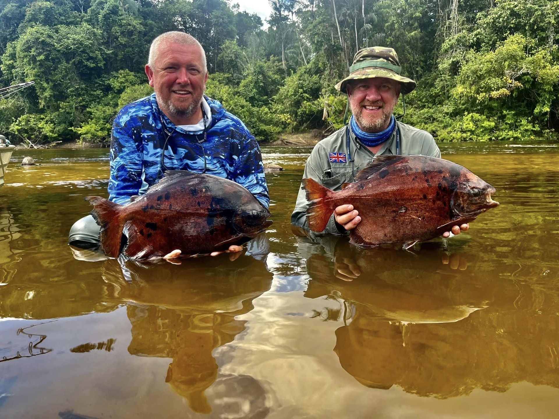 Black pacu fish species caught in Amazon River waters