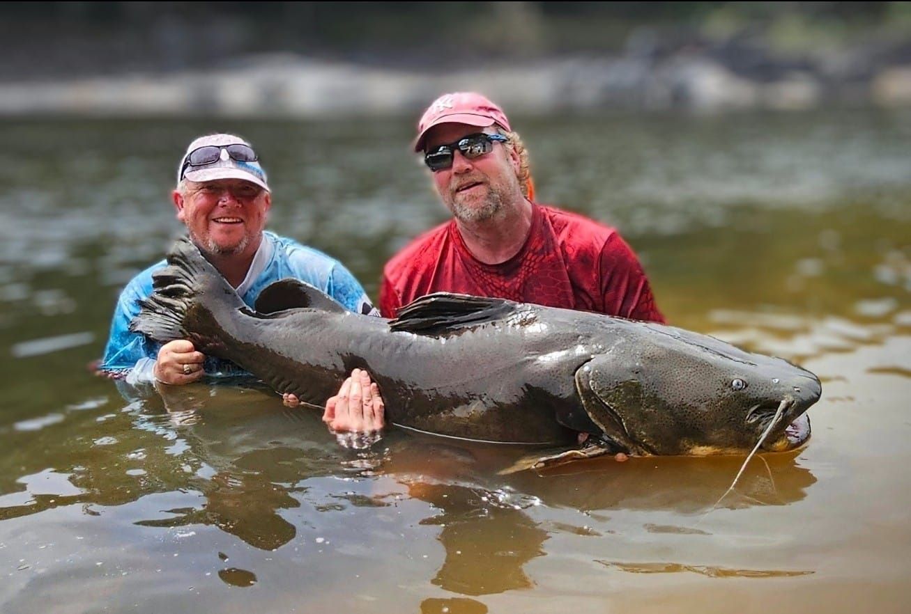 Two anglers holding giant Amazon River catfish in shallow water