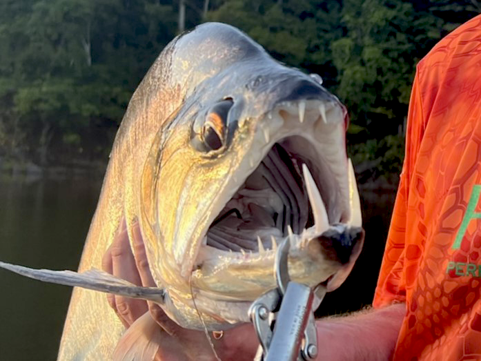 Close-up of vampire fish species caught on Amazon River expedition