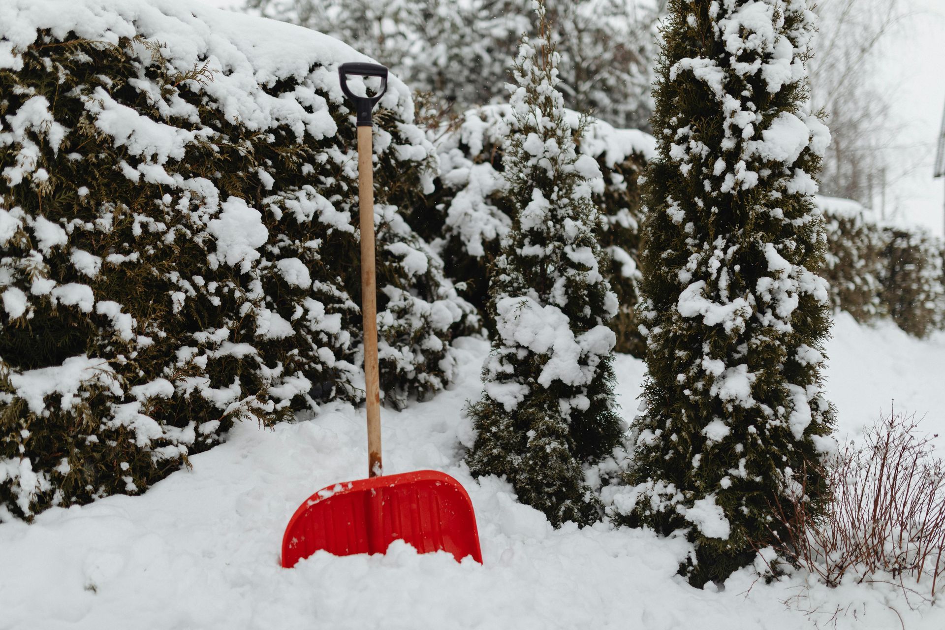 Red snow shovel in snow next to snow-covered evergreen bushes.