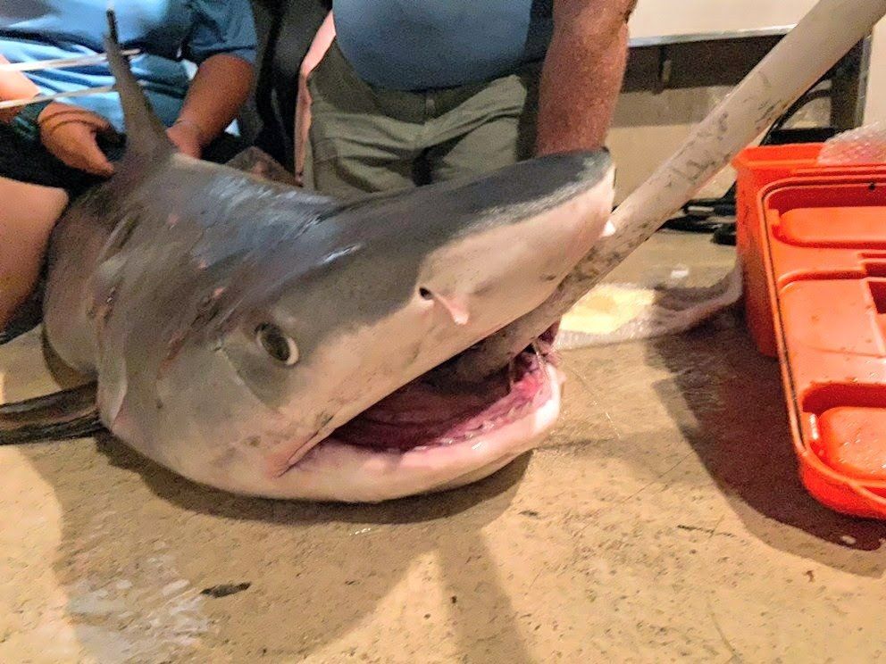Tiger Shark — Clearwater, FL — Coastal Marine Education and Research Academy Tiger Shark — Clearwater, FL — Coastal Marine Education and Research Academy
