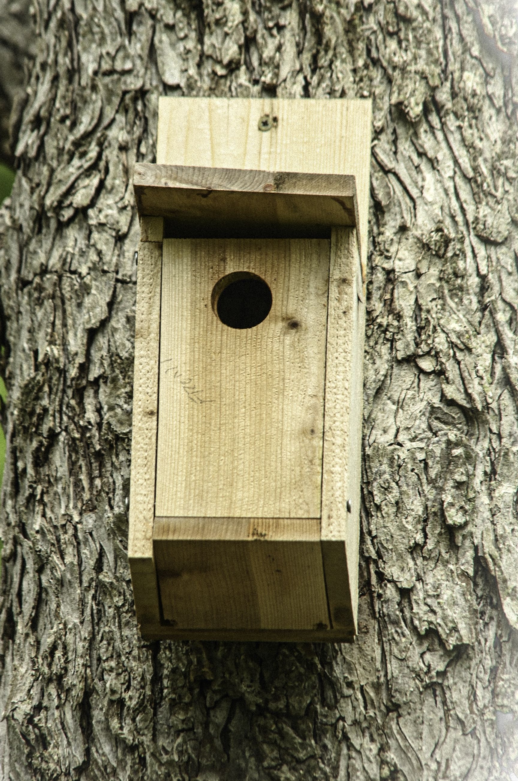 Wooden birdhouse mounted on a tree trunk with a round entrance hole.