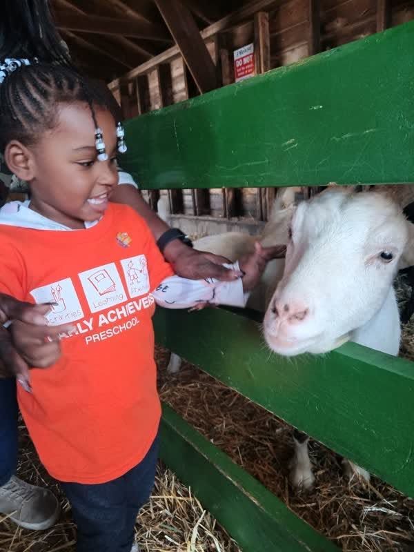 Child petting a white goat through a green fence in a barn.