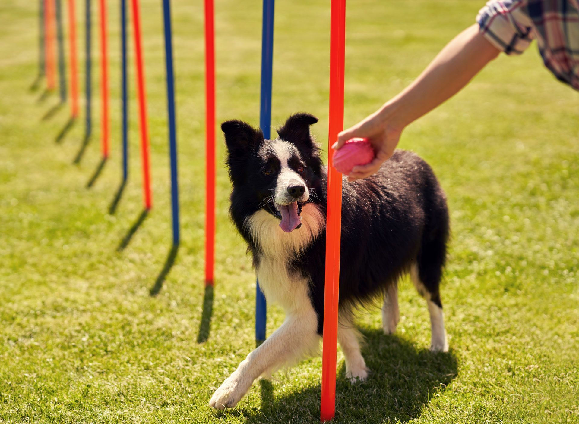 Border collie weaving through red and blue poles on a grassy agility course, person guiding it