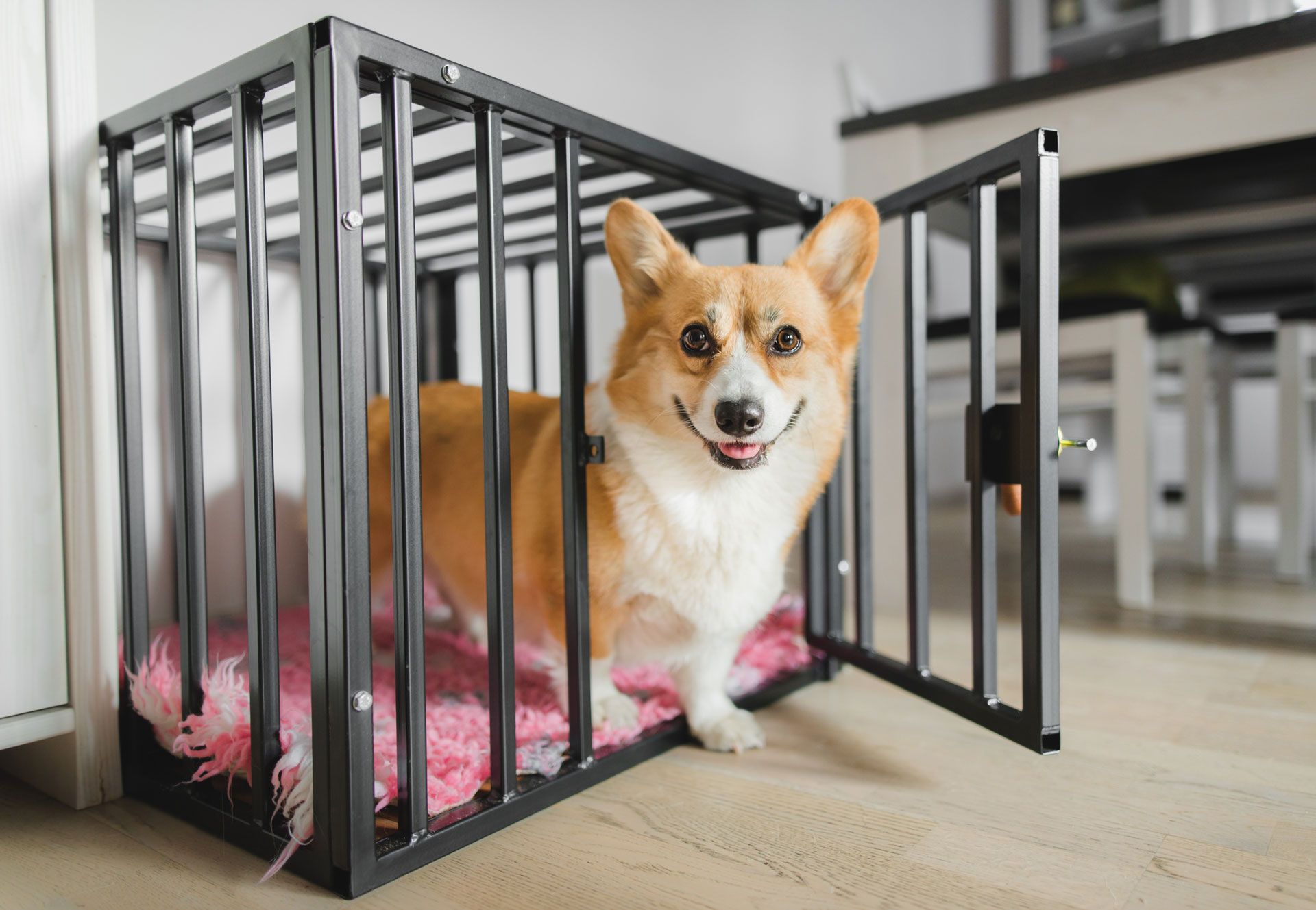 Corgi resting in a black metal crate on a pink blanket, looking at the camera in a bright room.