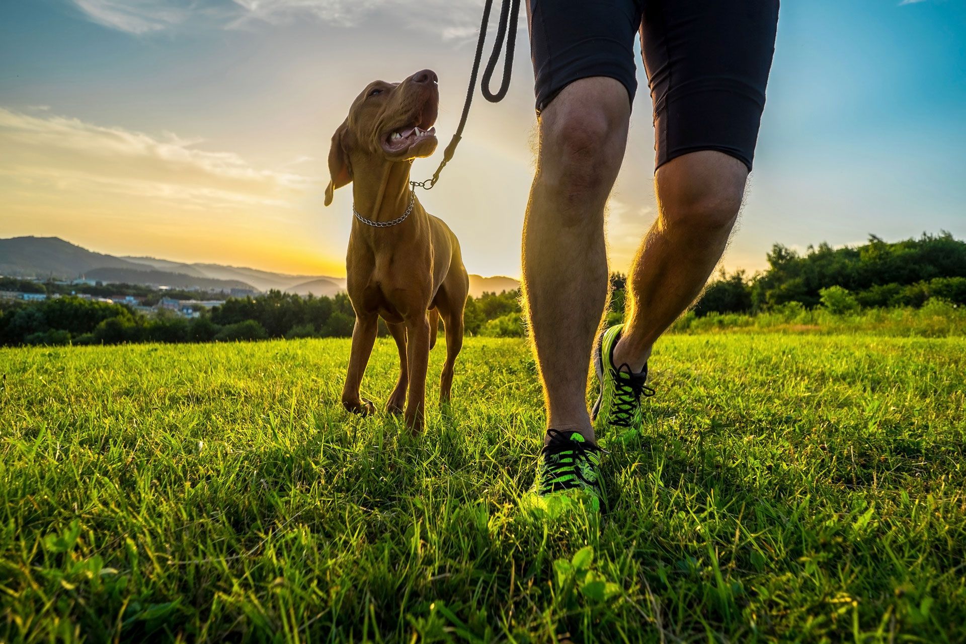 Person walking a dog on a leash through a grassy field at sunset