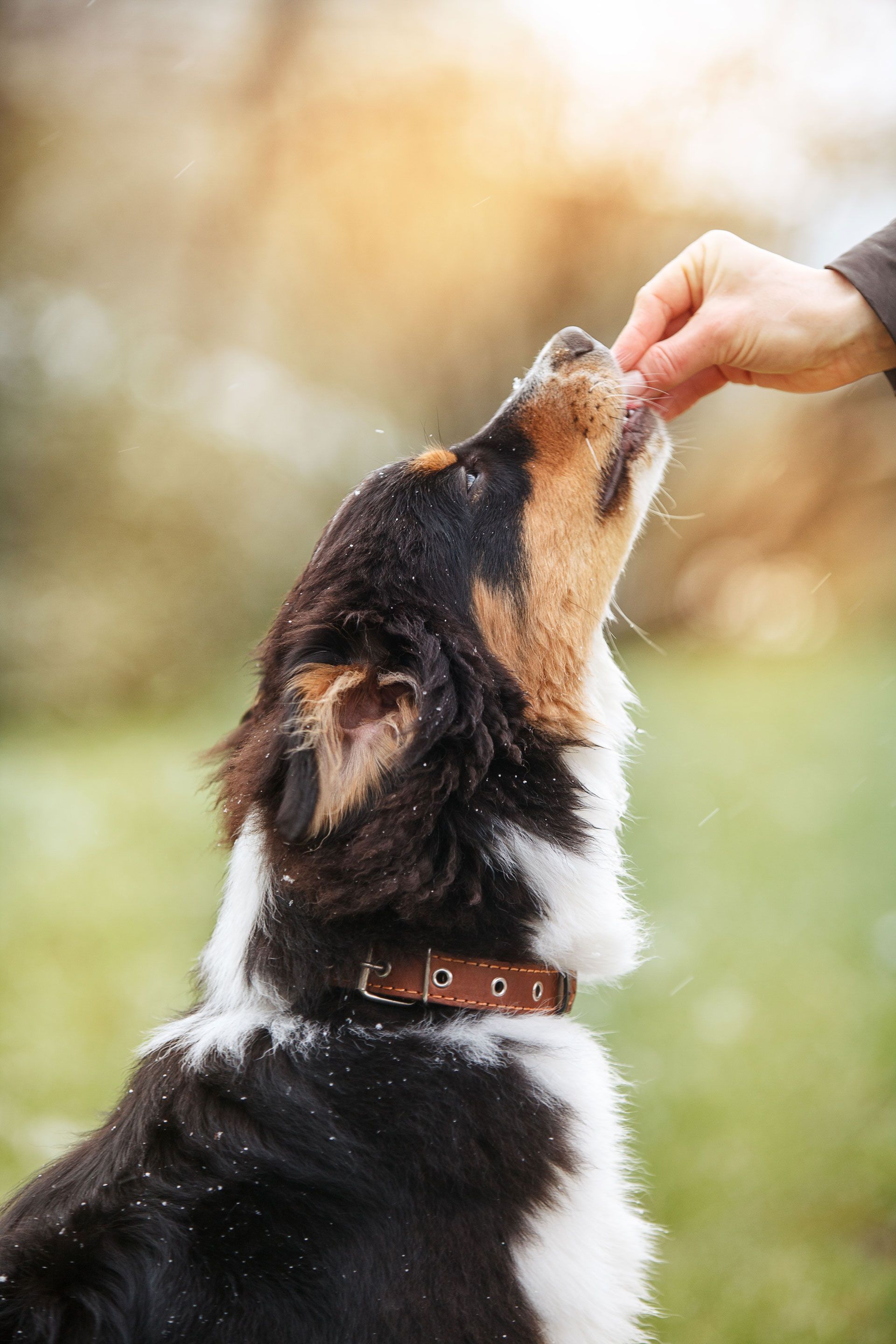 Black-and-white dog reaches up to take a treat from a person's hand outdoors in soft light