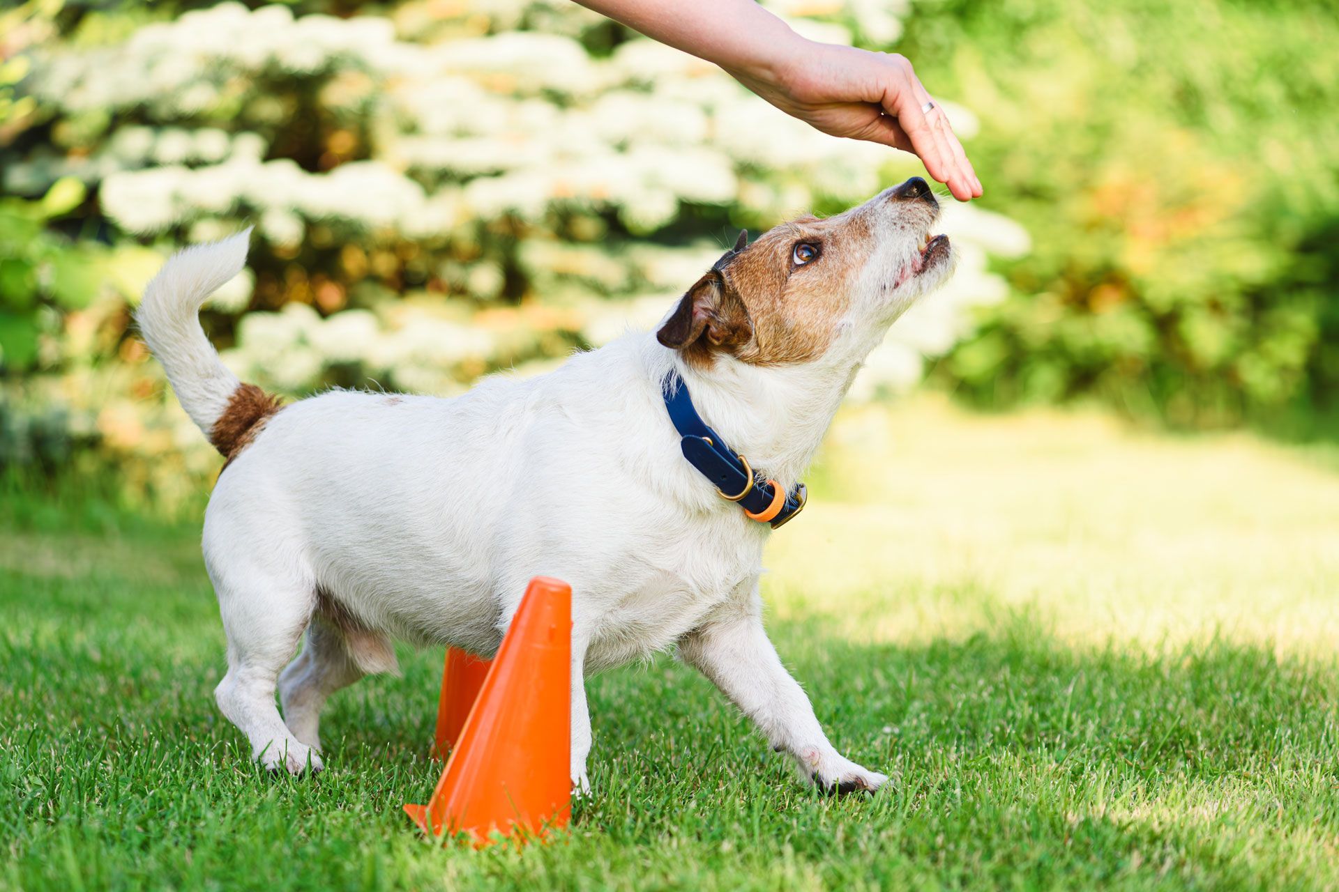 Small dog in grass training to sit beside an orange cone, looking at a hand holding a treat.