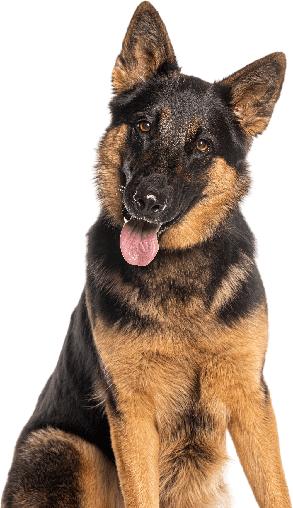 German Shepherd sitting with tongue out, black and tan fur on a white background