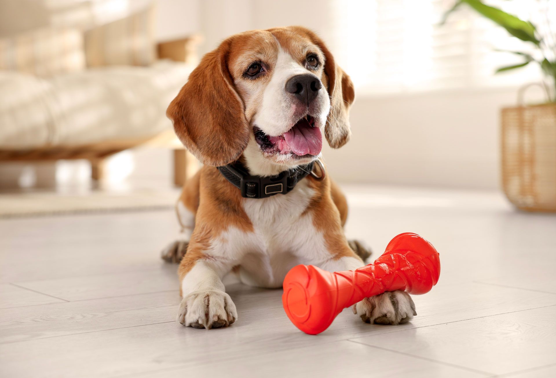 Beagle lying on a floor with a red chew toy, mouth open in a bright living room.