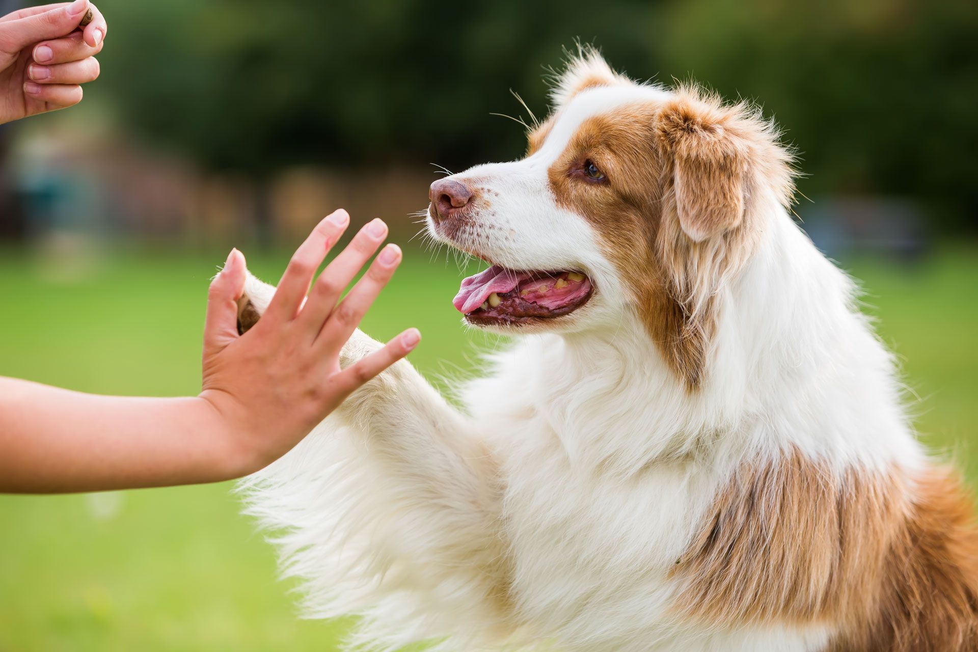 Dog giving a high-five to a person outdoors in a grassy park, mouth open and ears floppy.