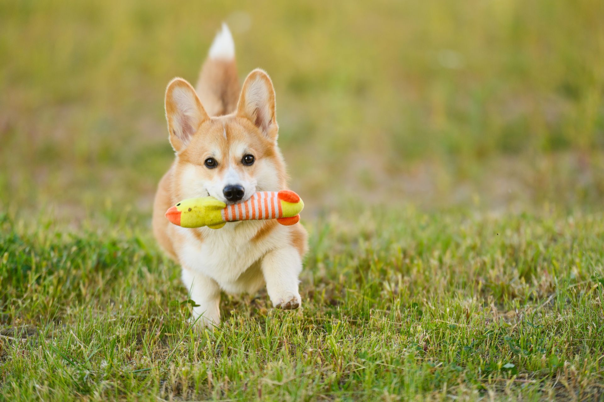 Small corgi carrying a striped plush toy across a grassy field
