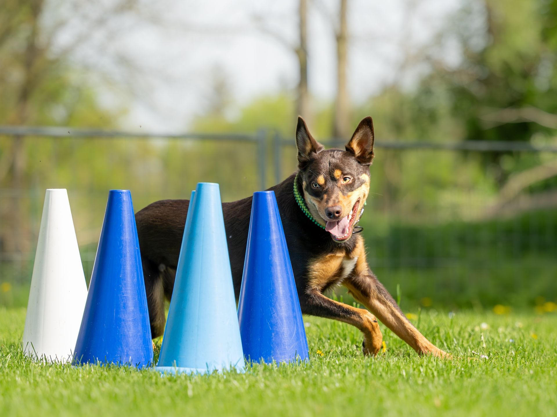 Dog running through blue and white agility cones on a grassy field