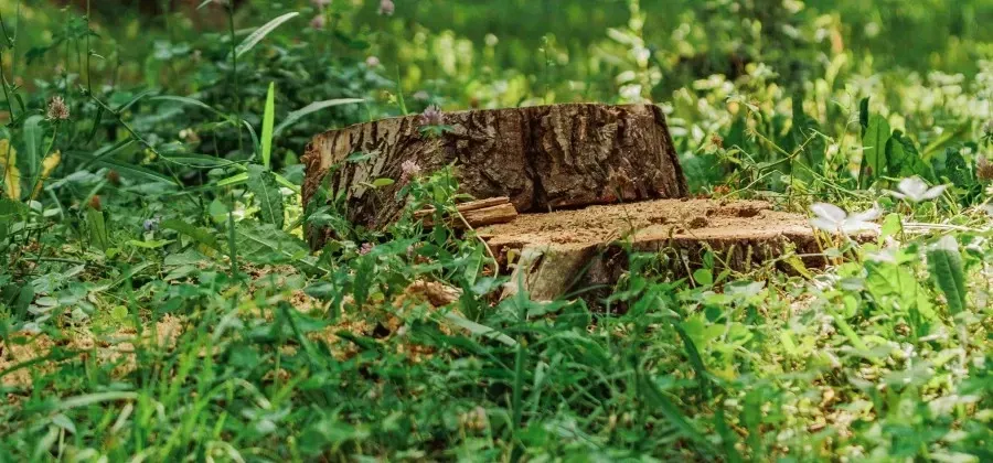 Orange-and-black wood chipper ejecting wood chips beside a house, with a wheel in the foreground