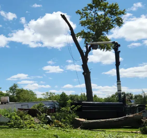 A person is cutting a tree branch with a chainsaw.