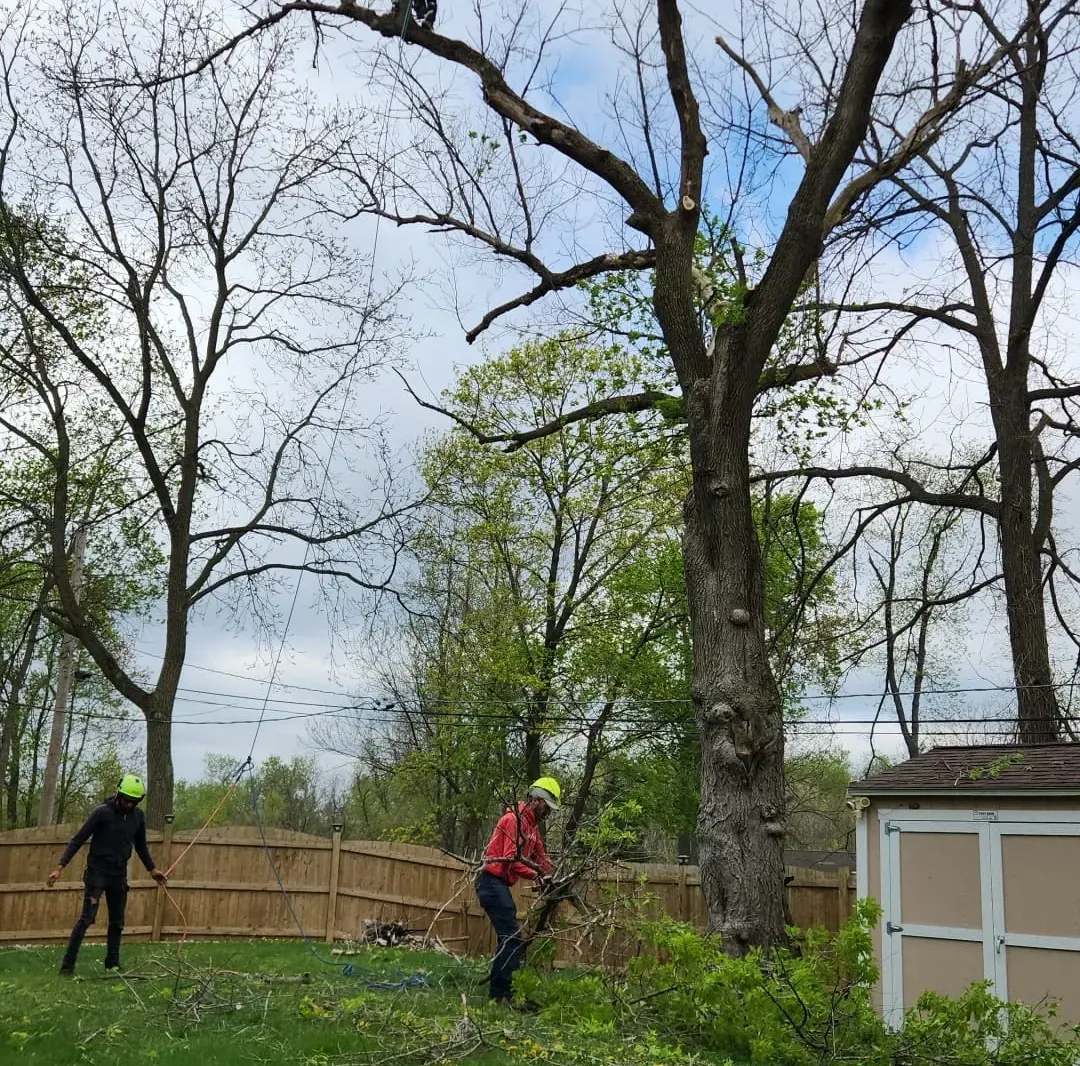 Two people in safety gear removing a tall tree in a backyard with a shed in Hawthorn Woods IL.