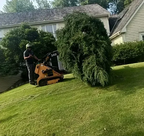 A person is cutting a tree branch with a pair of scissors.