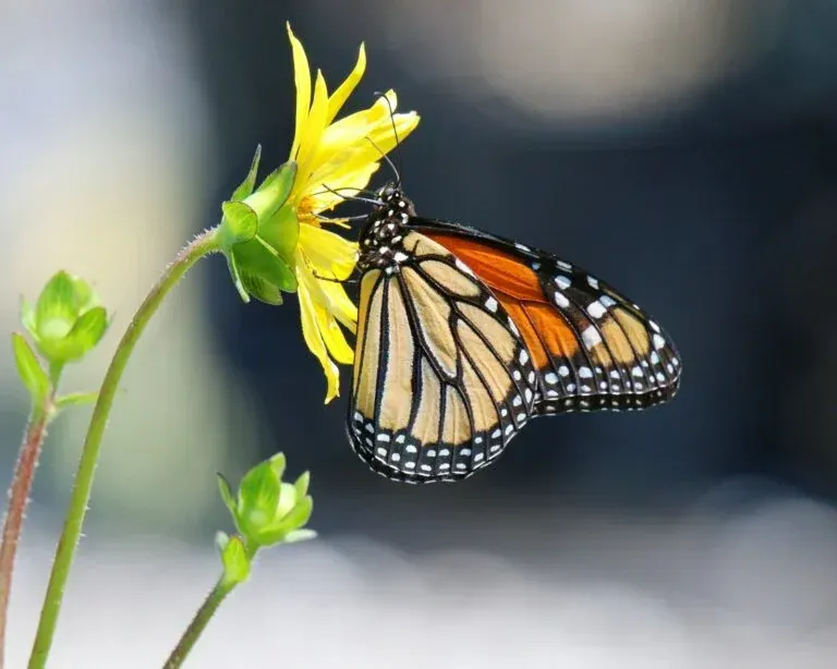 Monarch butterfly on a yellow flower with green stems against a soft blurred background