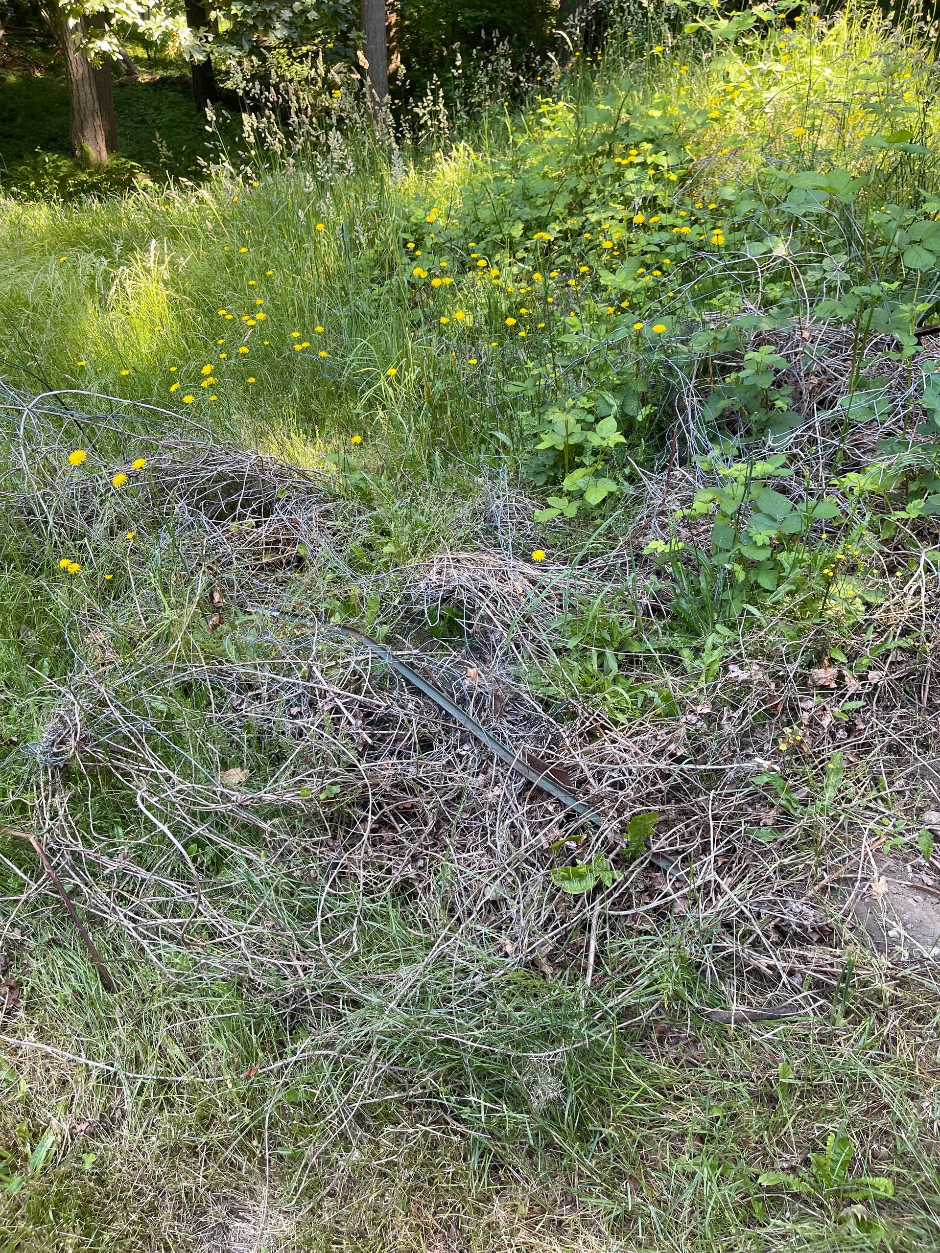 Overgrown patch of grass and weeds, with yellow wildflowers and scattered debris in a sunny, outdoor setting.