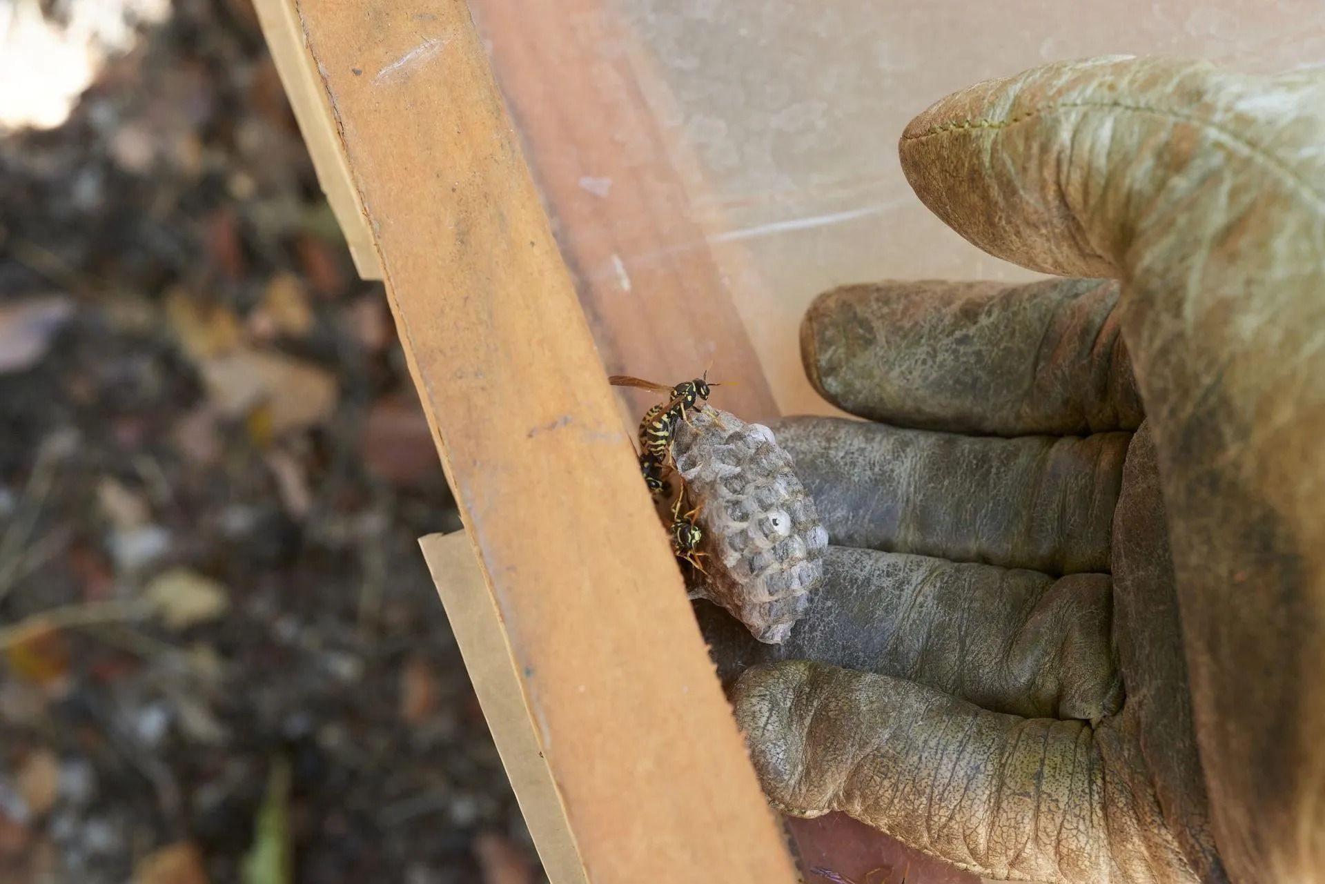Una mano in un guanto da lavoro tiene un piccolo nido di vespe vicino a una struttura di legno.